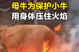 11月26日，辽宁大连。母爱无声却震耳欲聋！牛妈妈担心小牛安全，挣扎着爬过去压住火源，牛主人：母爱太伟大！会养它到老#山东dou知道 #母爱 @因为阳光太烫所以云像爆米花视频封面