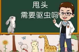 兔子不断甩头是需要给它驱虫了吗？#宠物兔视频封面