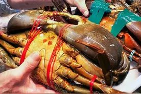 国外宰杀巨型青蟹，单只超过三斤个头相当凶猛，市场价格真不便宜视频封面