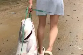 女子暴雨后捡到40多斤重大鱼，准备做剁椒鱼头吃，专家：别吃！#钓鱼  #健康科普 #惊不惊喜意不意外 #社会百态 #奇闻奇事视频封面