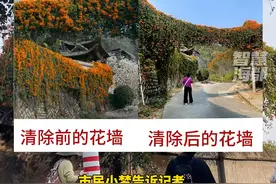 只剩一些稀疏的花，福州一网红炮仗花墙被“拆”！工作人员：附近居民不堪打扰就把花清除掉了视频封面