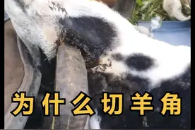 切掉羊角虽然很残忍，但却能拯救羊的生命 #有趣 #动物科普