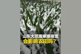 3月3日，山东（发布）。山东此次大范围寒潮雨雪天气，会影响农田吗？专家解读#山东dou知道