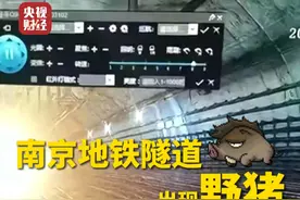 #南京地铁隧道出现野猪 ，近期#多地频现野猪入侵人类生活区 ，缺乏天敌导致野猪数量快速增长视频封面