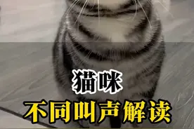 猫咪不同叫声代表不同含义。 #新手养猫 #猫语 #科学养宠攻略 #养猫经验分享