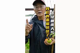 蔬菜露天种植番茄是最难种的？今年种番茄更不容易，苗期天气干旱，落果后又连续三场特大暴雨被淹，因为排水及时，土壤透水透气不错，目前看起来大部分还是扛住了这种极端天气！#乡村守护人 #来抖音学农技#新农人计划2022  