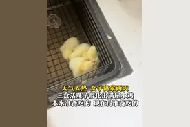 7月7日，山东青岛，天气太热，女子离家两天，家中没吃完的三盒活珠子孵化出满屋小鸡。网友：本来准备吃的，现在得准备吃的。（来源@可可可心  ）