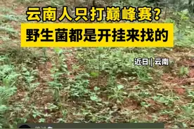 导航寻找野生菌？网友和野生菌都想知道是哪个版本……视频封面