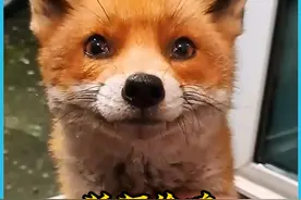 狐狸偷鸡被逮住，逃跑途中身子被卡住，大叔不计前嫌将它救下 #动物的迷惑行为 #神奇的动物 #狐狸