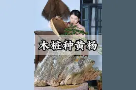 在烂树桩上种一棵树龄15年的临水黄杨，你们觉得这样的搭配好看吗？#盆景 #黄杨 #盆景造型视频封面