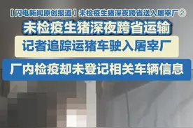 5月18日（报道），河南，【闪电新闻原创报道】未检疫生猪深夜跨省送入屠宰厂② 未检疫生猪深夜跨省运输，记者追踪运猪车驶入屠宰厂 ，厂内检疫却未登记相关车辆信息。#生猪 #病死猪