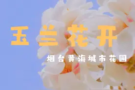 烟台的玉兰花开了，我的意思是，我们该见面了～