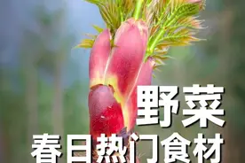 来自春天的美味野菜合集。 刺龙苞一种特别的山菜，香椿历史悠久的传统野菜，折耳根有人喜欢有人讨厌。#刺老鸦 #野菜 #荠菜 #自然奇境科普季 #香椿芽视频封面