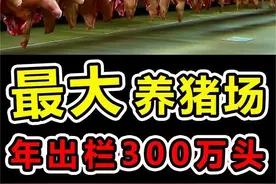 中国“最大养猪场”每年狂赚50亿，一年出栏300万头生猪 #科学脑洞上分赛 #奇闻趣事 #涨知识 #世界之最 #养猪视频封面