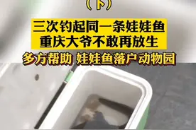 12月4日，重庆南岸，#大爷三次钓起同一条娃娃鱼，不敢再放生，娃娃鱼将何去何从?#重庆dou知道 视频封面