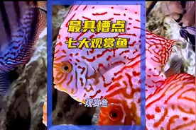 满是槽点的七大观赏鱼，折磨着万千养鱼人 #观赏鱼 #养鱼日记视频封面