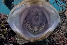 长的糙，但我们唱歌好听啊！ #海底世界 #海洋生物 #神奇动物在抖音视频封面