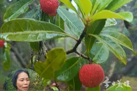 据悉，广州从化区良口镇黄龙带水库的联群村种植的1000多亩杨梅已经开始逐渐成熟上市。村里主要种植的杨梅品种有红梅、黑珍珠、东魁三种，今年的产量预计约20万斤，采摘期将持续到6月中旬。（广东台记者蓝芬）视频封面