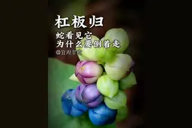 蛇见了这个植物为什么要倒着走？ 它的叶子是三角形的，上面长满了锋利的倒刺，小动物碰见它都要退避三舍！
花朵和果子就像是森林里的精灵，颜色非常治愈。
它就是——杠板归！
它是《唐本草》和《本草纲目拾遗》里面记载的良药。
它是爸爸对我关爱的见证！

你见过这种植物吗？

#杠板归  #传统文化  #一日一植物  #这是属于春天的氛围感 #自然奇境科普季视频封面