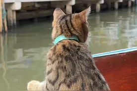 狸花猫曼谷一日游vlog #旅行vlog #萌宠vlog视频封面
