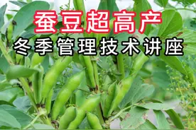 蚕豆超高产冬季管理技术讲座 #助农增产增收分享农业知识视频封面