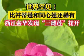 世界罕见，比亿分之一概率的同心莲还稀有！浙江金华发现“三雌莲”花开，愿好运“莲莲”~#浙江dou知道 （供稿：武义融媒体）#好运莲莲 视频封面