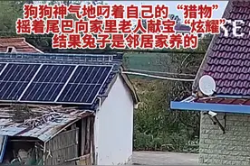 狗狗从外面叼了了一只兔子就往家跑，摇着尾巴向家里人献宝“炫耀”，结果兔子是邻居家养的。#万万没想到#监控下的一幕#狗狗的心思都写在脸上了视频来源：@是77呀～视频封面
