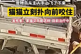 宠物鸟从主人手上飞了下来，猫猫立刻扑向前咬住，发布者：家猫见鸟都这样#喵星人