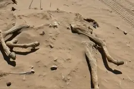 羌塘无人区究竟有多可怕？#羌塘无人区  #旅行大玩家 #这里美成了中国国家地理封面