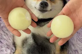 小狗沉浸式采耳 #柴犬 #小狗视频封面