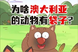 袋鼠袋熊袋獾，为啥澳大利亚的动物都有袋子？ #科普 #冷知识 #轻漫计划 #动物世界视频封面