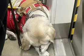 女生地铁上遇大型犬，疑惑之际发现狗狗主动捂住口鼻，得知真相后心疼不已#狗狗 #地铁 #心疼 来源：@沈宛冰视频封面