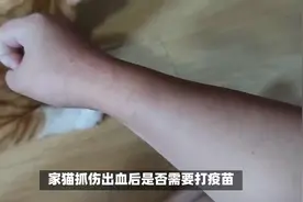 养猫知识：家猫抓了一下出了点血要打疫苗吗？多长时间打？视频封面