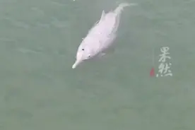 国家一级保护动物中华白海豚现身厦门鼓浪屿附近海域，据说看到它们会有好运哦❤️视频封面