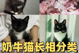 终于让我弄明白了奶牛猫的长相分类！
#猫 #奶牛猫 #奶牛猫就是神经猫 #萌宠出道计划 #铲屎官的乐趣 #办公室养猫是种什么体验