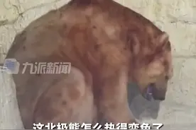 7月19，辽宁大连。#园方回应网传极地馆北极熊被热得变色 ：正常现象，它有两层毛。视频封面