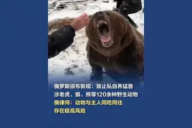 俄罗斯新规：禁止私自养猛兽，涉老虎、熊等120余种野生动物 据环球网援引“今日俄罗斯”网站13日报道，俄总理米舒斯京当天签署了最新的“饲养宠物禁令”，明确禁止民众在家中饲养包括大象、狮子、老虎、长颈鹿、河马、企鹅、狼、熊等在内的120余种野生动物，同时禁止将鲸鱼、鲨鱼等海洋生物作为宠物。新规还覆盖部分常见动物，如猫头鹰、鸵鸟、特定海龟、毒蜘蛛及蛇类等。报道称，新规将于今年9月1日正式生效，持续实施至2031年9月1日。违规饲养上述动物的人将面临动物被没收及其他严厉处罚，包括最高100万卢布（约合8.9万元人民币）罚款或4年监禁。此外，动物园、马戏团及海洋馆等专业机构仍可依法饲养上述动物。#俄罗斯将禁止私养老虎和熊当宠物  （环球网）视频封面