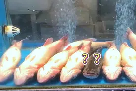 鱼：还是太年轻了 #搞笑动物配音 #看一次笑一次 #搞笑视频视频封面