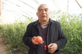 西红柿 西红柿，又名红宝果，拥有独特的美味与营养价值视频封面