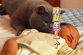 一窝怎么就生一个 #搞笑动物配音 #动物的迷惑行为 #看一次笑一次视频封面