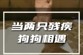 小狗狗因故失去了前肢，网友知道后。带来自家同样残疾的狗狗来教它学站立。#萌宠 视频封面