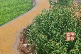 网友睡一觉起来发现刚晒的稻谷被雨淋了！急求解决方案~#广西  #农民  #晒稻谷最怕下雨