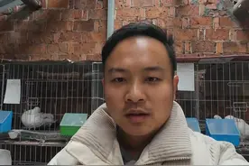 鸽子不下蛋、无精蛋、弱精蛋？教你三招轻松解决 #养鸽人 #又在骗我养鸽子 #鸽子养殖技术 #我的养殖生活 #农村创业养殖视频封面