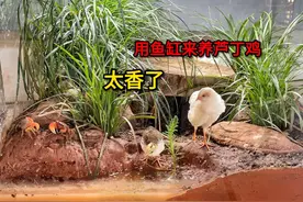 用鱼缸来养芦丁鸡，太香了 一年前我开始用鱼缸来养芦丁鸡