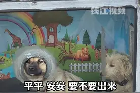 网友路上偶遇挂着“全景”狗窝的货车，精心布置还挂了专属牌牌。车主师傅：都是捡来的流浪狗，叫平平安安。而在这之前，他还有一只“安安”……（钱江视频采访；来源：@卡车狗王 ）视频封面