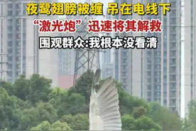 夜鹭翅膀被缠 吊在电线下，“激光炮”迅速将其解救。