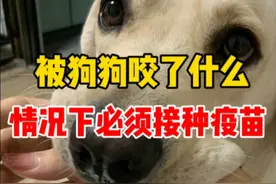 被小狗咬到了，什么情况下必须打狂犬疫苗 #被狗狗牙齿刮伤了 #被狗狗咬