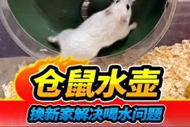小仓鼠的水壶神秘失踪，原因竟然是木屑太多，换新家解决问题