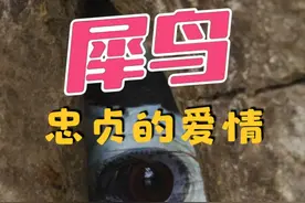 犀鸟：忠贞的爱情   绝对的信任  造就了爱情鸟的由来 #动物世界视频封面