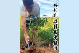 当辣椒主干出现木质化后，他就不在是草本植物了而是灌木，这个时 候念念已久的辣椒树就快成了。它离一百岁仅差99岁#辣椒老桩 #辣椒树 #打造百果园 #种植的乐趣 #辣椒种植视频封面